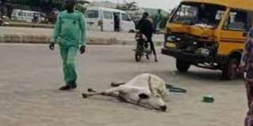 BUS AND COW