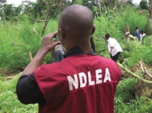 NDLEA Nab Man With Cocaine Hidden In Pant, Drug Baron With 40 Parcels Of Mkpuru Mmiri At Lagos Airport