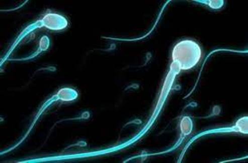 SPERM