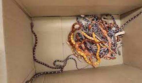 Woman Arrested While Attempting  To Smuggle  70 Snakes, Anaconda Into Israel