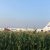 230 People Escape Death As Russian Plane Crash Land Into Corn Field