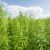 Bill On Legalization Of   Cannabis In Nigeria Scales Second Reading