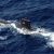 Indonesia Submarine Missing With 53 People On Board