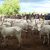 Southern Govs Say Buhari’s Cow Routes Gazette Doesn’t Exist, Insist Grazing Ban Stays