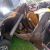 Chaos As Speeding Escort Vehicle Crushes 3 To Death, Injures Others