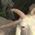 Video Of Five-Horned Ram Goes Viral  As Nigerians Mark Eid El-Kabir