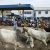 Police Confirm Bandits Killing Of  35 People,  Burning Of Houses In Zamfara Villages