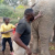 Gigantic  Elephant Spotted In A Farm In Ogun State