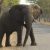 Wild Elephant Kills 70-Year-Old Woman, Returns To Trample Her Corpse At Funeral