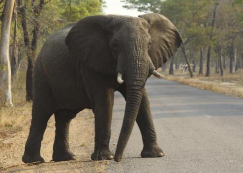 Wild Elephant Kills 70-Year-Old Woman, Returns To Trample Her Corpse At ...