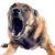 Police Investigate Death Of Man Maul By Dogs Guarding Lagos Church