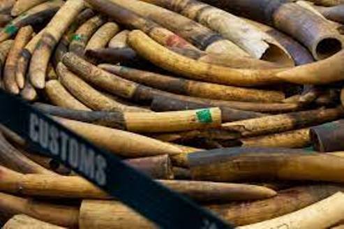 Vietnamese Authorities Intercept  600 kg Of Ivory Smuggled From Africa