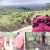 Ondo Villagers Relocate As Bandits, Herdsmen  Overwhelm Amotekun