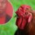 Man Who Has Been On Death Row For 10 Years For Stealing Chickens, Eggs To Be Pardon