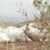 Plateau: 36 Cows Die, 42 Others Critically Ill After Consumption Of  ‘Poisoned Garden Eggs’