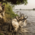 Over 100 Cattle Die While Crossing River From Benue To Nasarawa